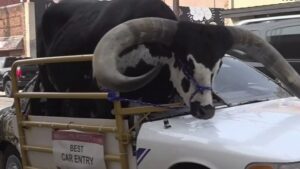 toro de copiloto